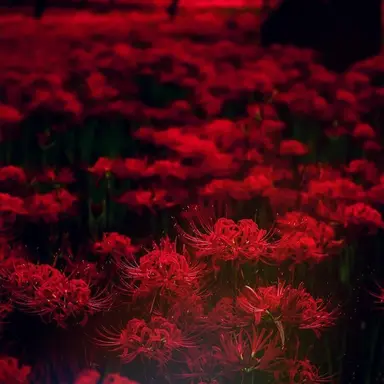 Profile image of 薊