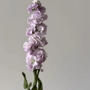 Profile image of ふっか