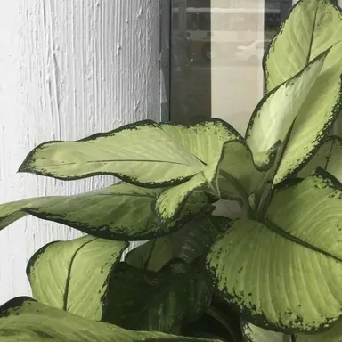 Profile image of 阿部ちゃん