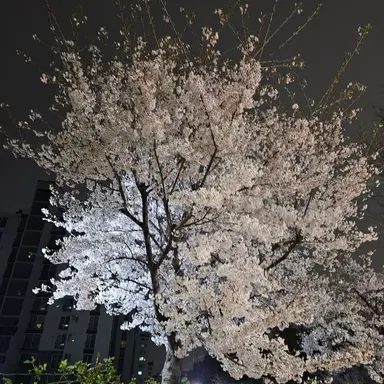 Profile image of 이도백자