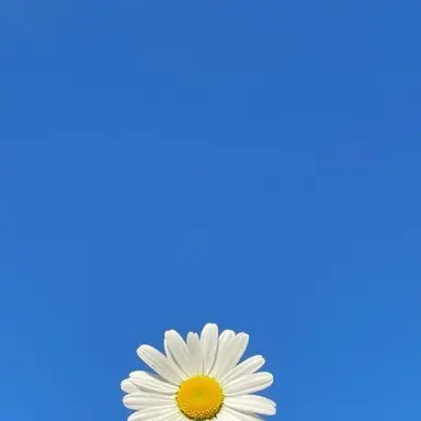 Profile image of 슈퍼맨이 돌아왔다