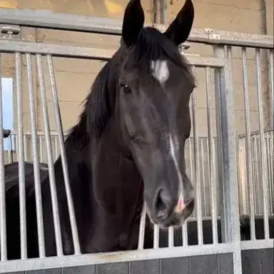 Profile image of Apollo