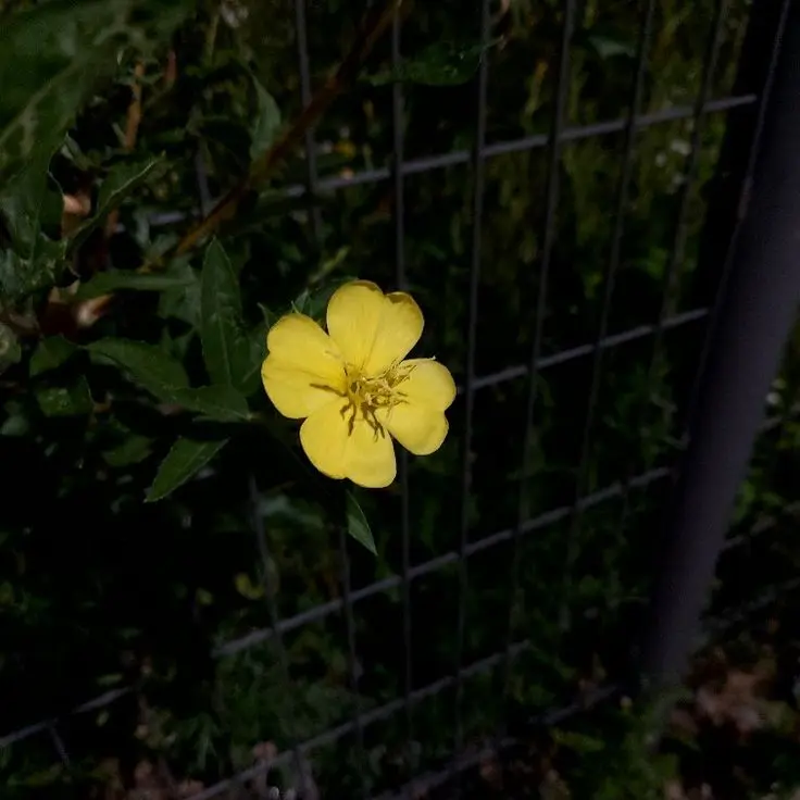 Myosotis.의 ツキミソウ