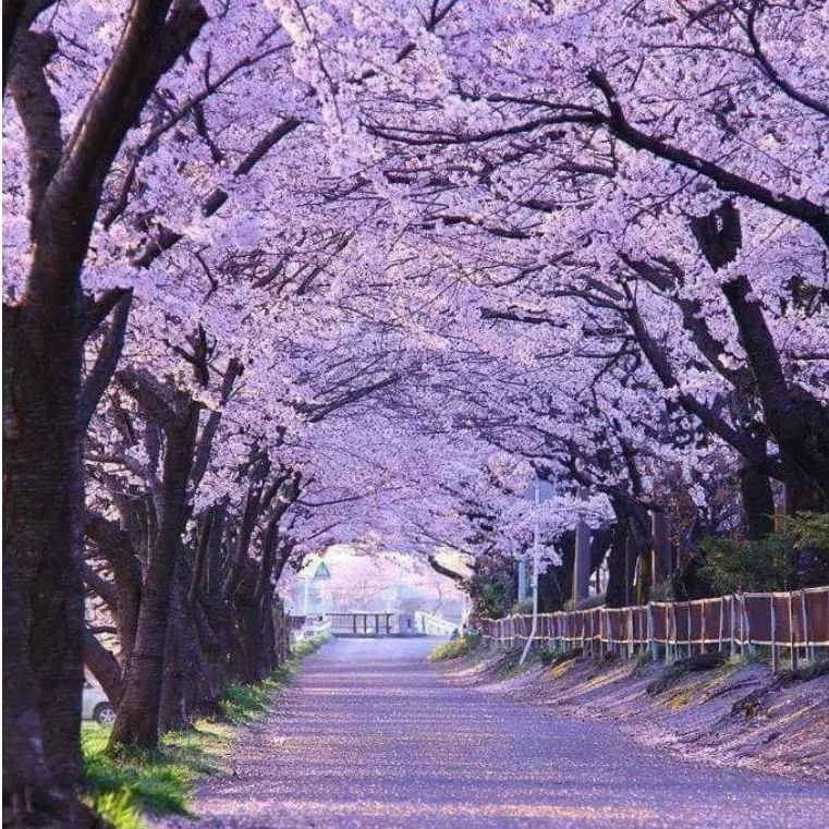 RoomyOboe6995의 뜰팁 고등학교! (여우 포함