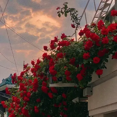 Profile image of 라더