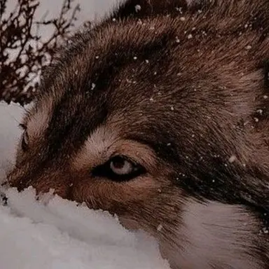 Profile image of Ren