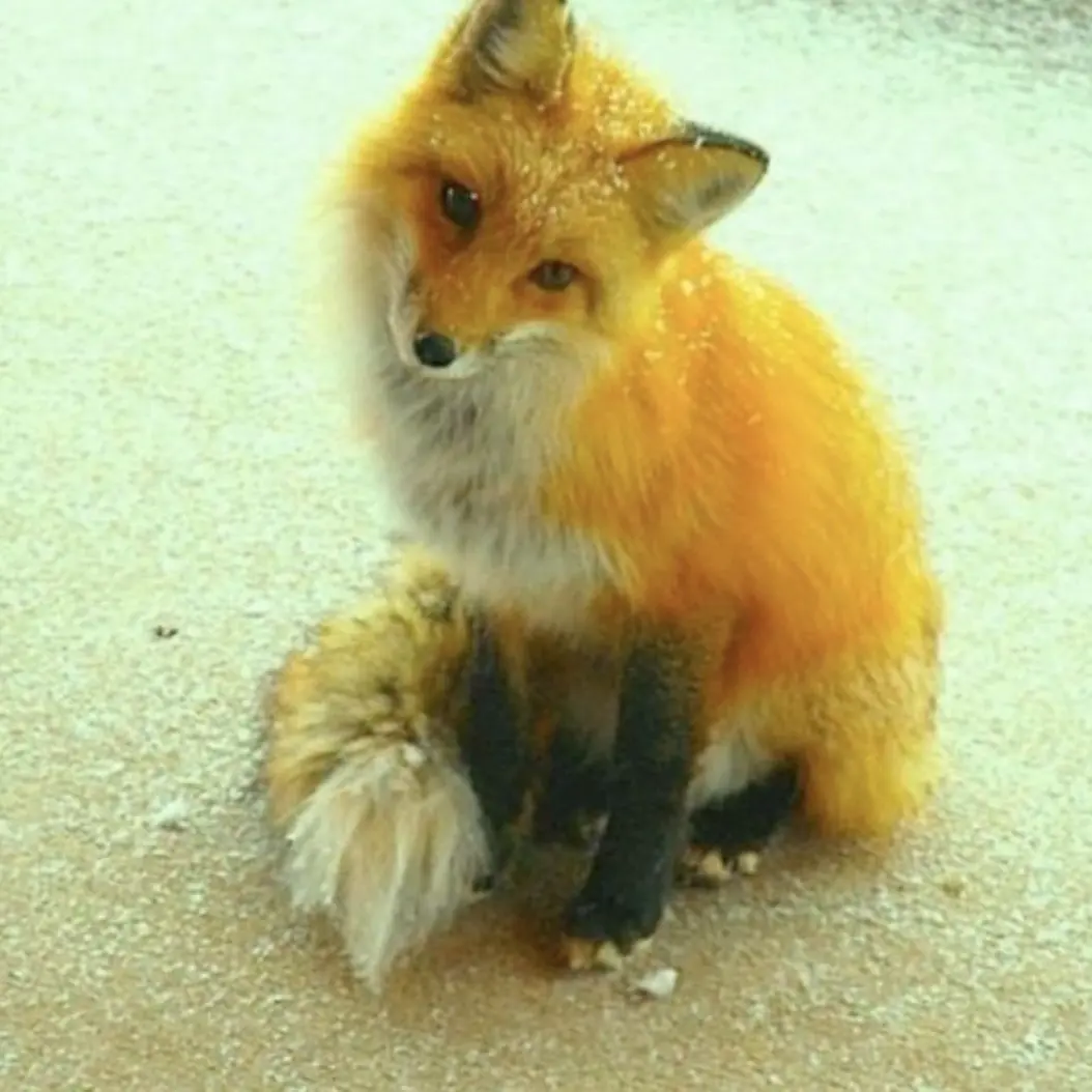 BleakTent7876의 공연 노래가 바꼈는데 쌍둥이??!?!