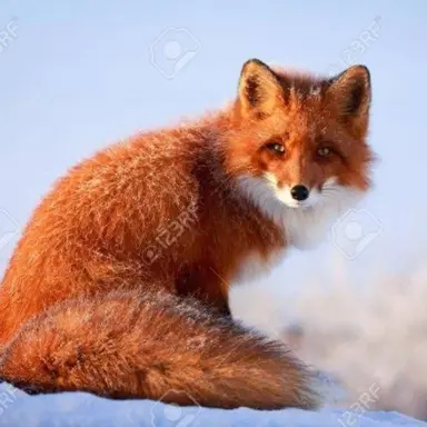 Profile image of 여우
