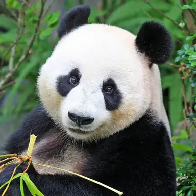 Profile image of 판다