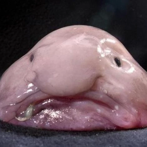 블롭피쉬