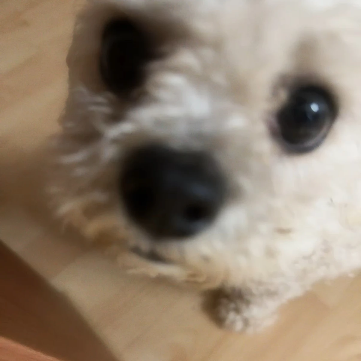 슈크림