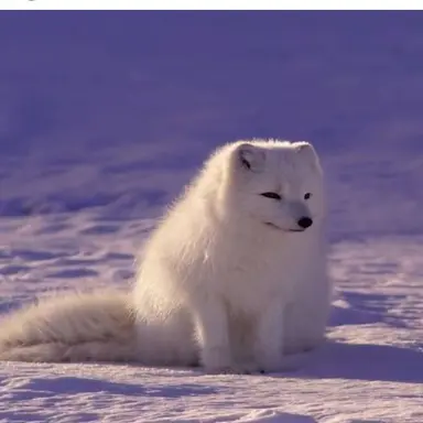 Profile image of 여우