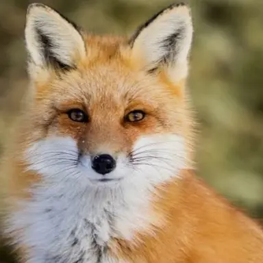 Profile image of 여우