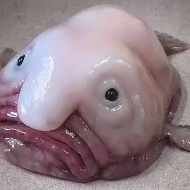 Profile image of 늑대