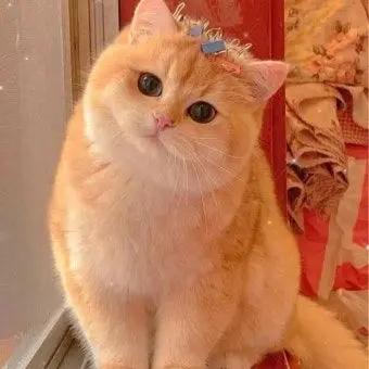 Profile image of 서라더