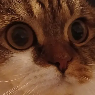 Profile image of 쿠니