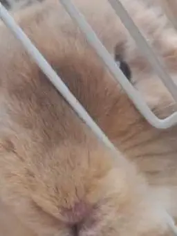 NutmegClip9059의 激怒した保科をなだめる +狐、狼