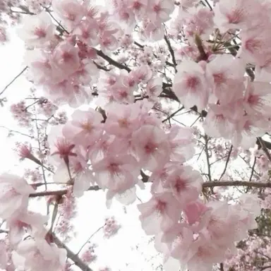 Profile image of 母