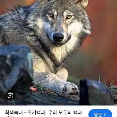 Profile image of 늑대