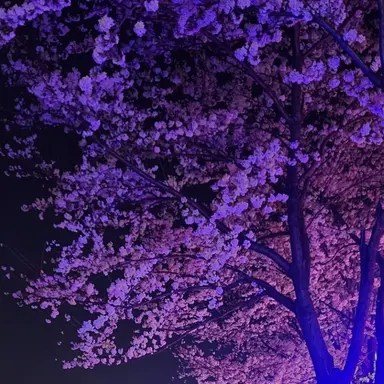 Profile image of 칸로지 미츠리