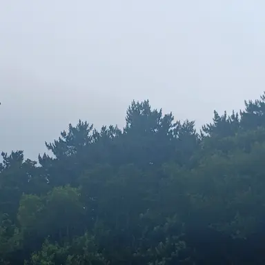 Profile image of 시나즈가와 사네미