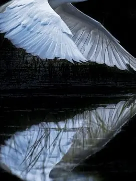 Oculaire의 친애하는 ■■에게.