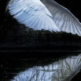 Oculaire의 친애하는 ■■에게.