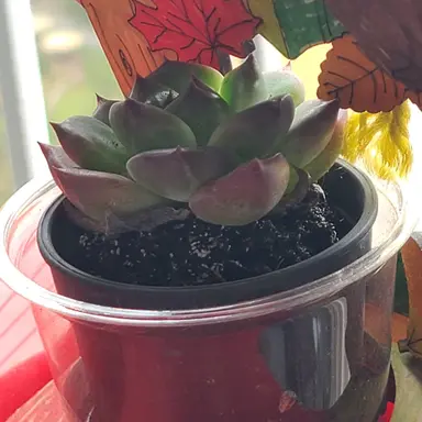 Profile image of 꽥꽥탐험대 사춘기