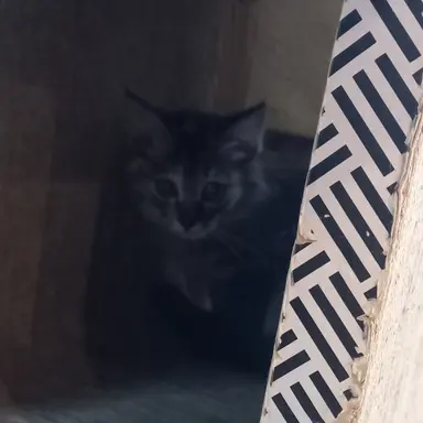 Profile image of 수경위-수현