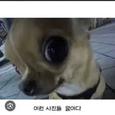 Profile image of 여우