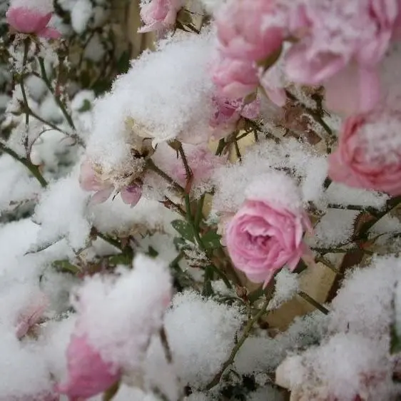 cxke.re3의 류지연