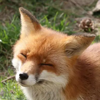 Profile image of 여우