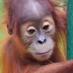 Profile image of 여우