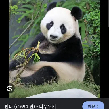 Profile image of 판다