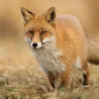 Profile image of 여우