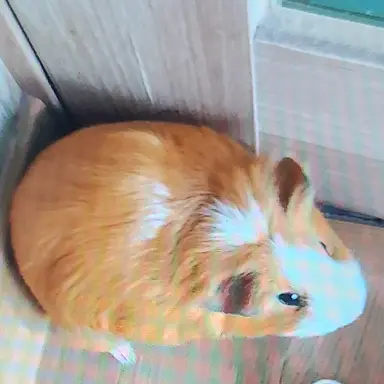 Profile image of 이랑