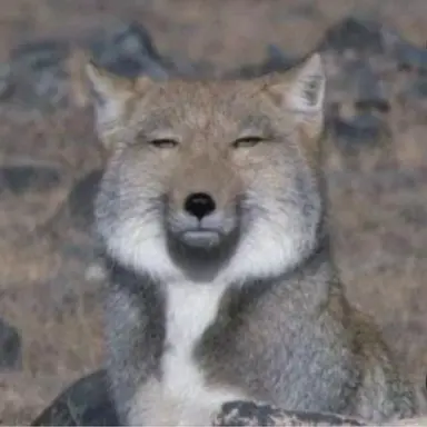 Profile image of 여우