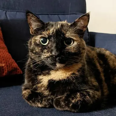 Profile image of Fig