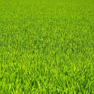 Profile image of 草
