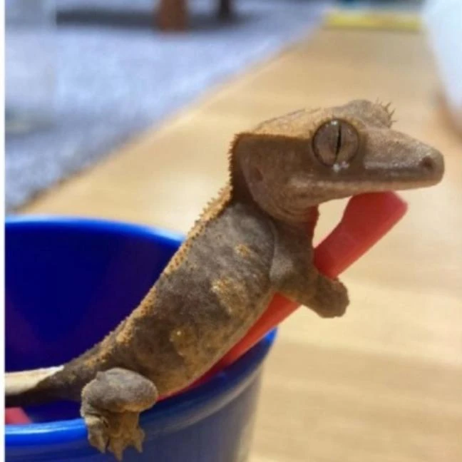 바닐라