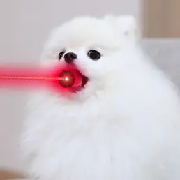 Profile image of 次世代型闘犬種B