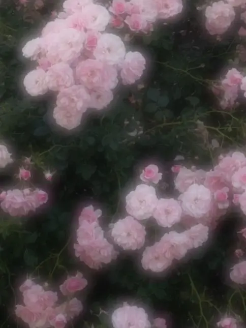 sinnzounobasyo의 rch sr
