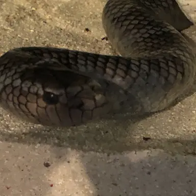 Profile image of ブリ子