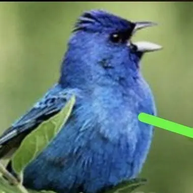 Hungergames의 The Last Blue Feather