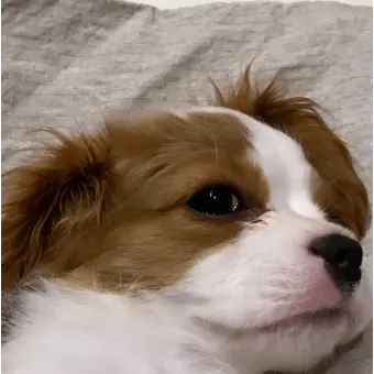 Profile image of 침착견