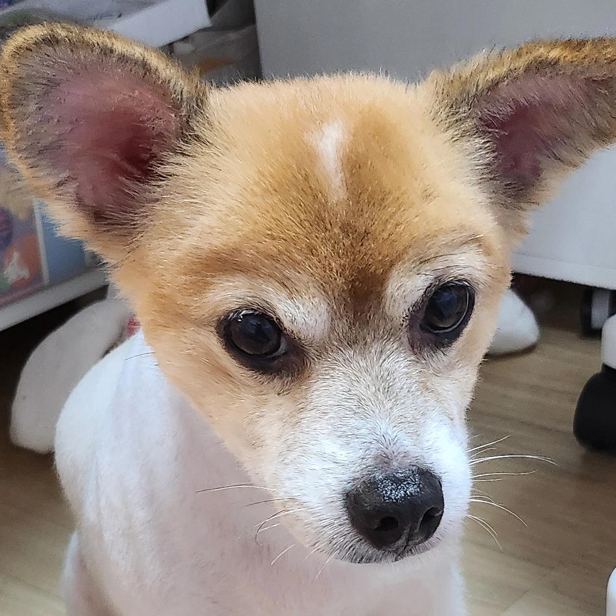 코코쨩