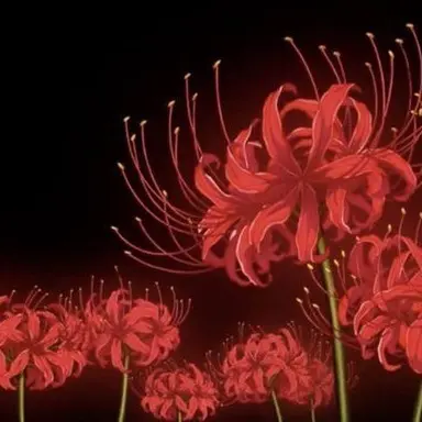 Profile image of Damian