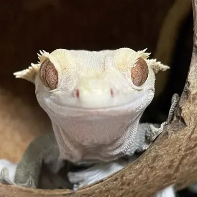 Profile image of 이자몽