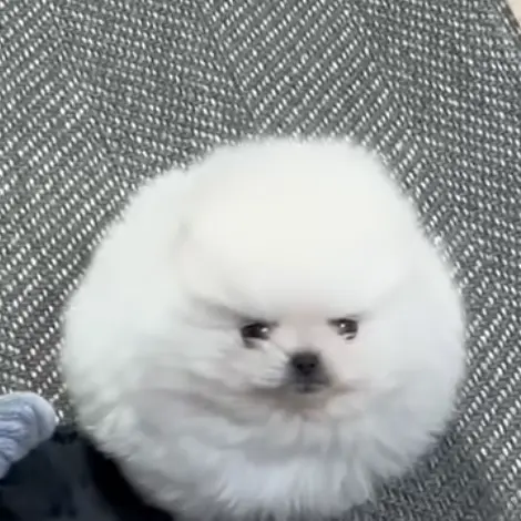 EVADE의 멩이