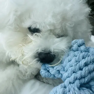 Profile image of 집사